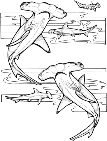 Hammerhead Sharks Coloring Page